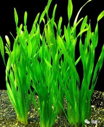 水生植物简介（水生植物普及知识干货来袭）(4)