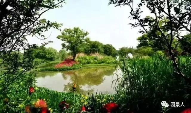 水生植物简介（水生植物普及知识干货来袭）(33)