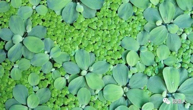 水生植物简介（水生植物普及知识干货来袭）(29)