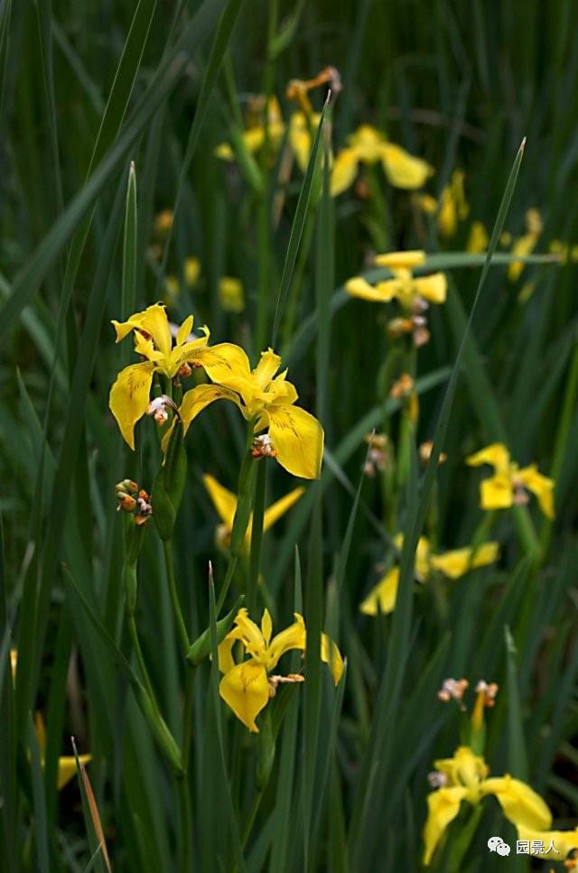 水生植物简介（水生植物普及知识干货来袭）(19)