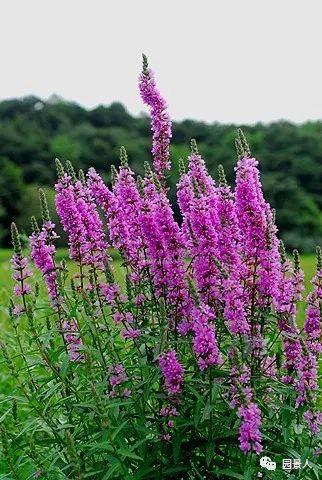 水生植物简介（水生植物普及知识干货来袭）(21)
