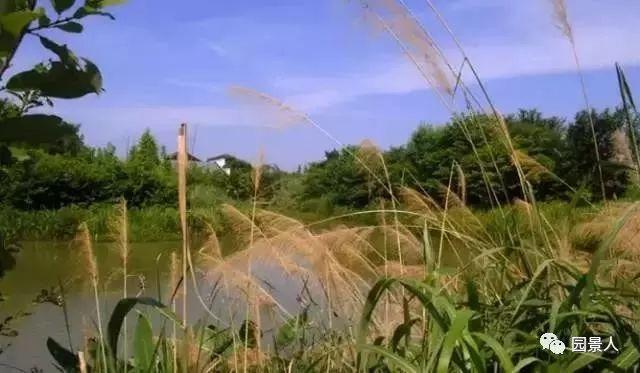 水生植物简介（水生植物普及知识干货来袭）(38)