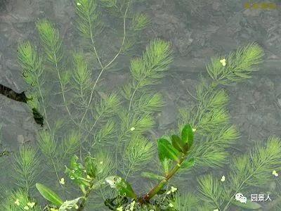 水生植物简介（水生植物普及知识干货来袭）(6)