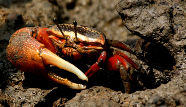 海岸边的动物有哪些,海滩上都有哪些小动物和鱼图3