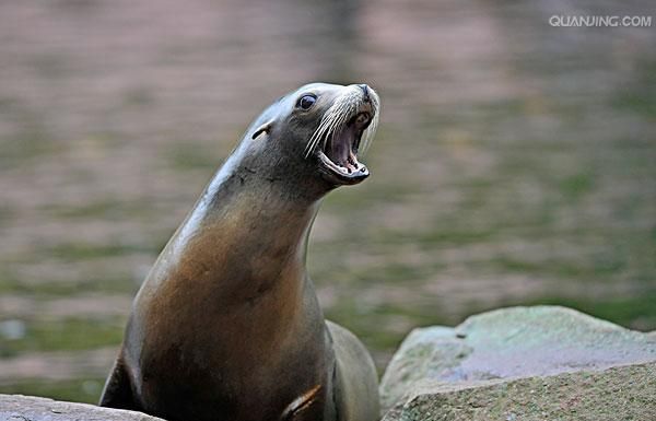 海岸的小动物有哪些