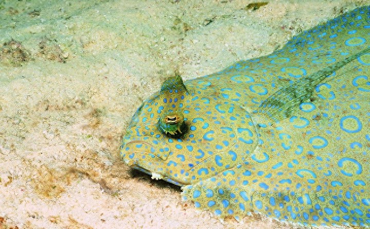 动物图集：看看各类海洋里的鲨鱼，大家见过几种呢？