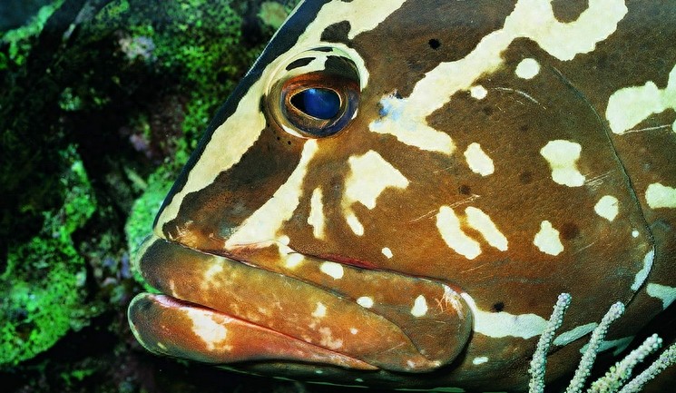 动物图集：看看各类海洋里的鲨鱼，大家见过几种呢？