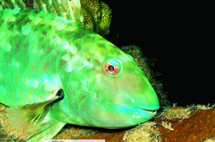 动物图集：看看各类海洋里的鲨鱼，大家见过几种呢？