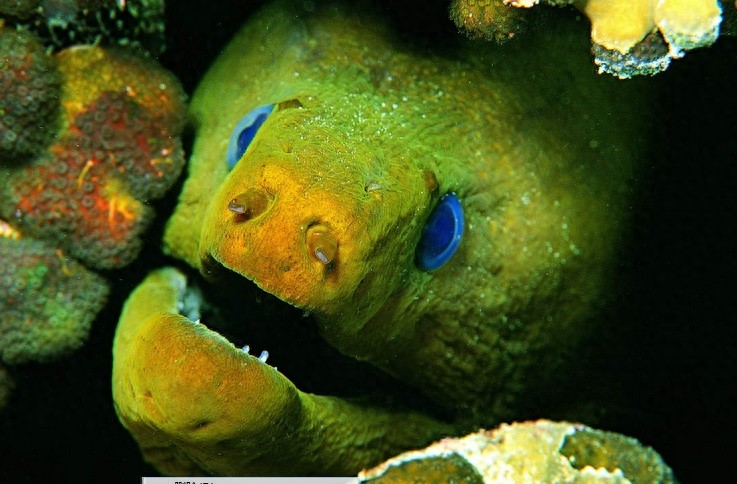 动物图集：看看各类海洋里的鲨鱼，大家见过几种呢？