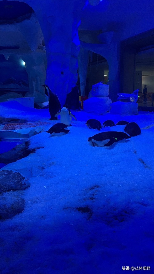 父女同游上海海昌海洋公园