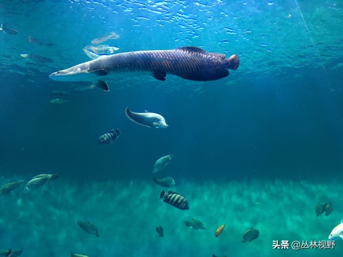 父女同游上海海昌海洋公园