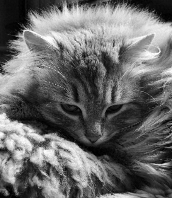 不敢想象：狠心主人把猫扔进微波炉加热，太残忍了