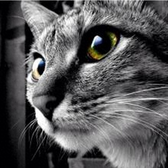 不敢想象：狠心主人把猫扔进微波炉加热，太残忍了