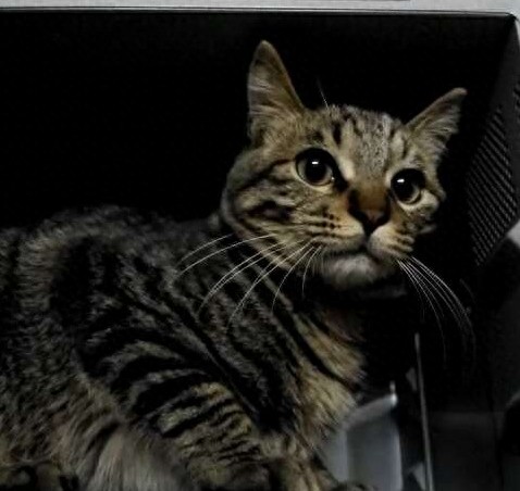 不敢想象：狠心主人把猫扔进微波炉加热，太残忍了