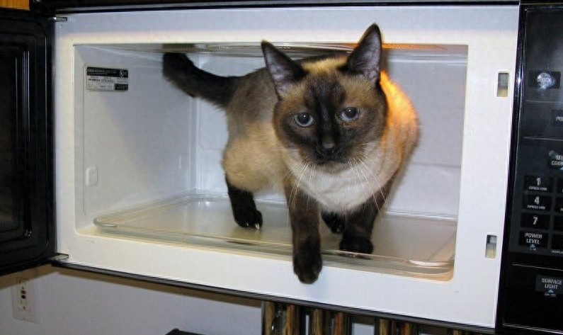 不敢想象：狠心主人把猫扔进微波炉加热，太残忍了