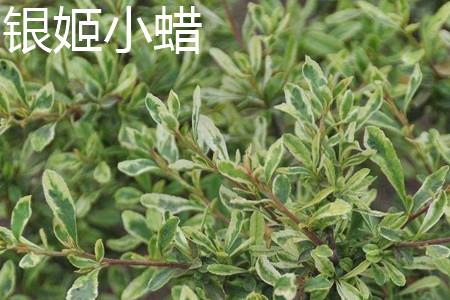 银姬小蜡 银姬小蜡