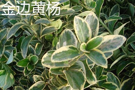 金边黄杨 金边黄杨