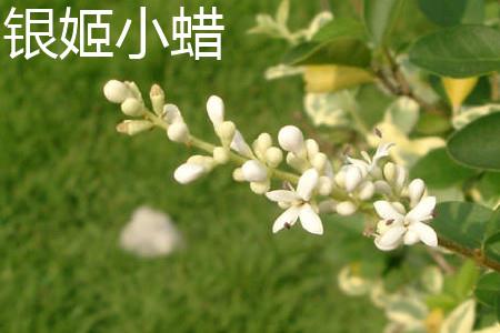 银姬小蜡 银姬小蜡