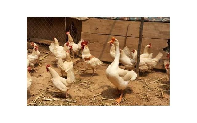 海贼王伊姆是谁（伊姆到底是何许人物）