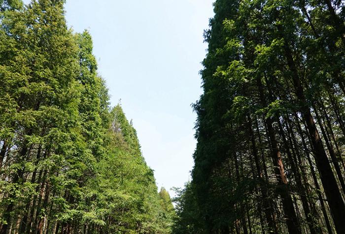 1、三里坪国家森林公园