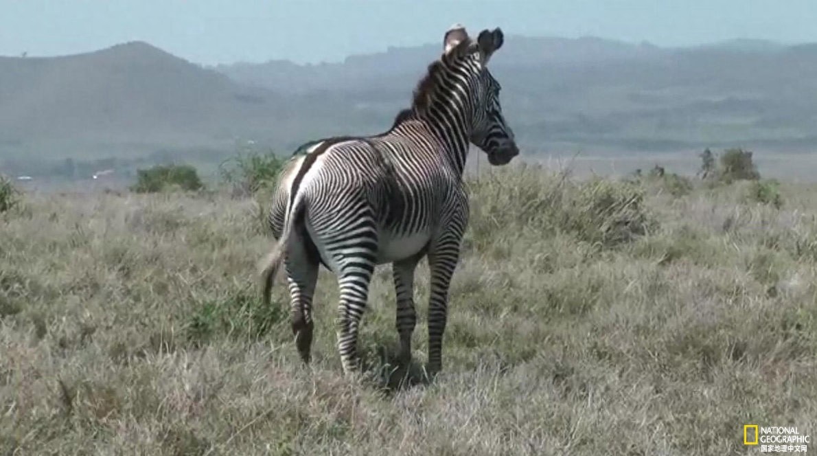 稀有细纹斑马的命运掌握在人类手中