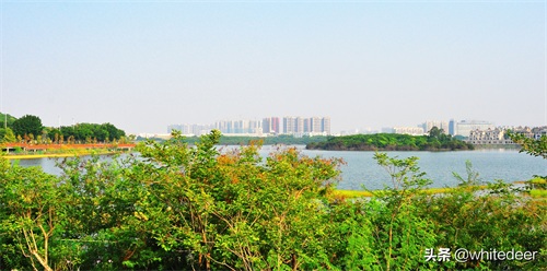 随拍公园 - 环湖游走 深圳立新湖公园