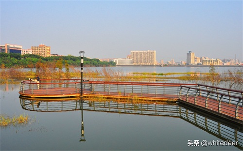 随拍公园 - 环湖游走 深圳立新湖公园