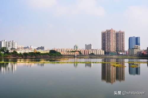 随拍公园 - 环湖游走 深圳立新湖公园