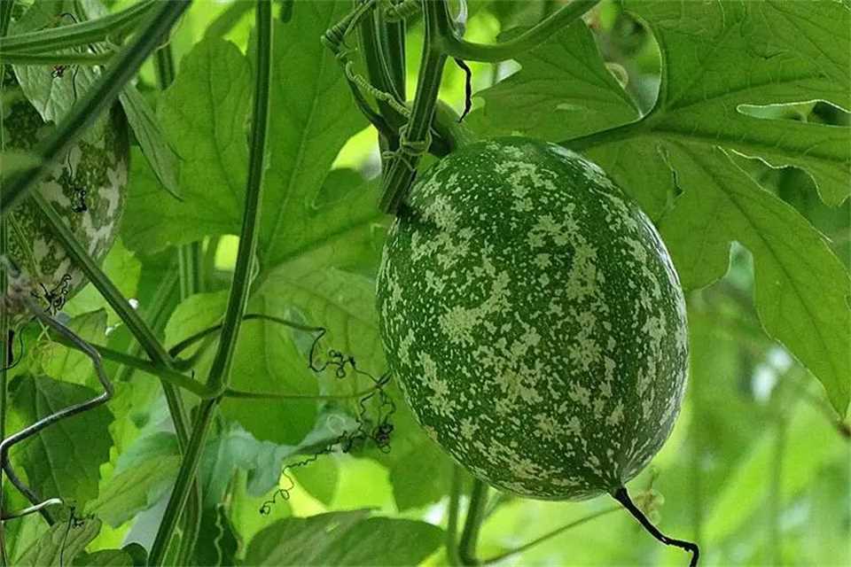 安阳县有多少个乡镇 安阳县的风景名胜和特产