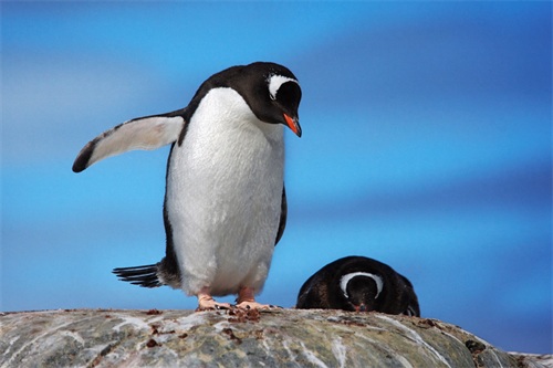 图集:分享一组可爱的企鹅壁纸,赶快收藏吧