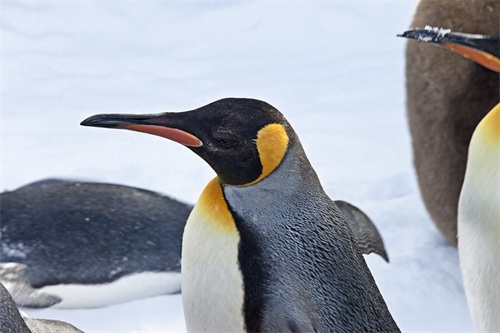 图集:分享一组可爱的企鹅壁纸,赶快收藏吧