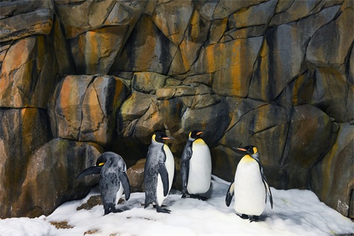 图集:分享一组可爱的企鹅壁纸,赶快收藏吧