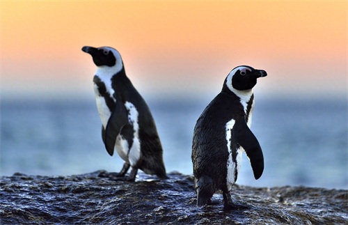 图集:分享一组可爱的企鹅壁纸,赶快收藏吧