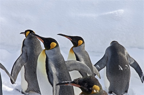 图集:分享一组可爱的企鹅壁纸,赶快收藏吧