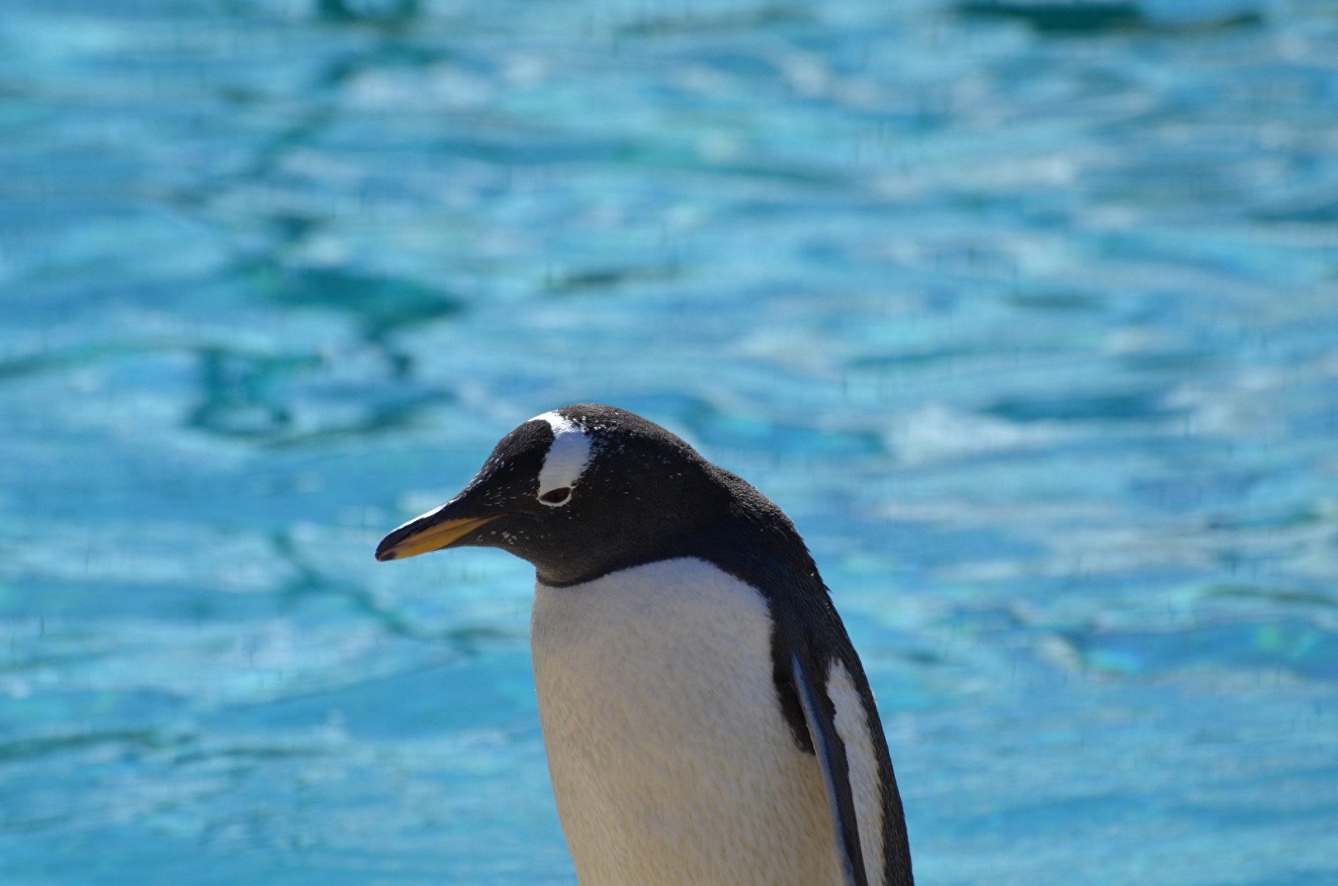 图集:分享一组可爱的企鹅壁纸,赶快收藏吧