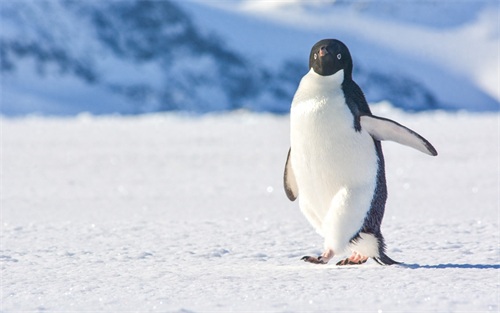图集:分享一组可爱的企鹅壁纸,赶快收藏吧