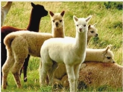 探访长沙生态动物园