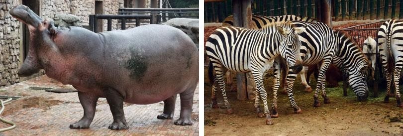 探访长沙生态动物园