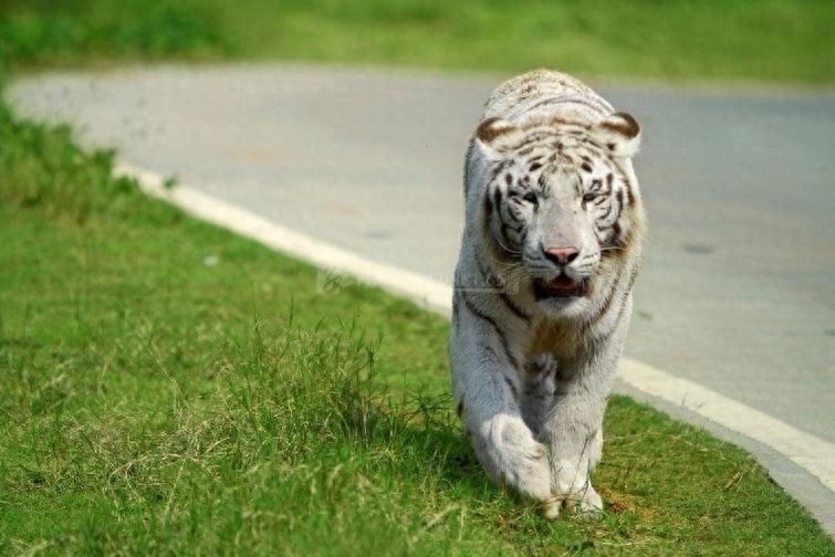 探访长沙生态动物园