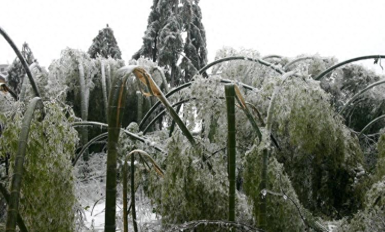 2008年南方雪灾，带你重回冰冻的记忆，那年你在哪？