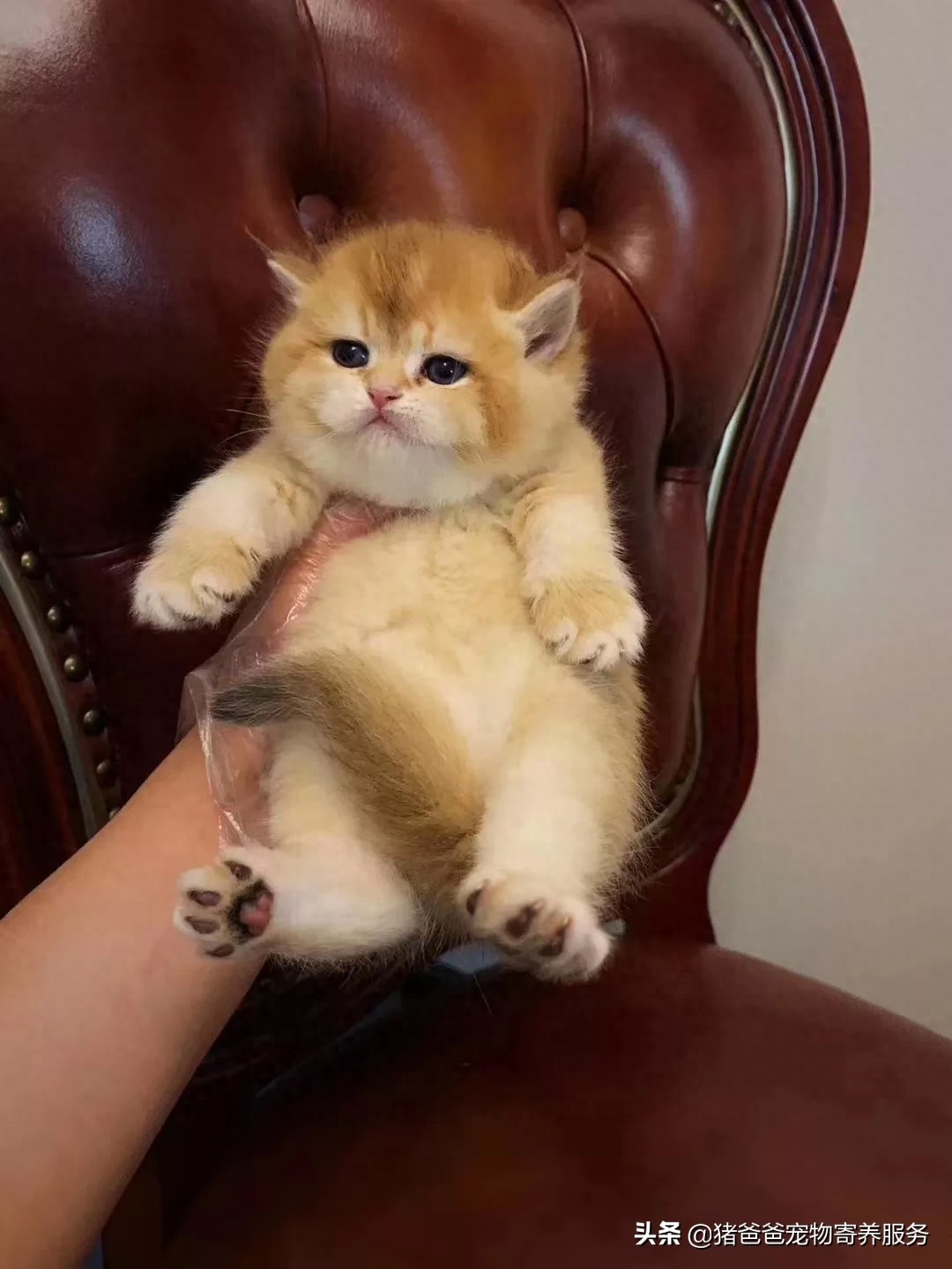 可萌英短金渐层,现货,随时看猫!幼猫,3个月大,疫苗一针。