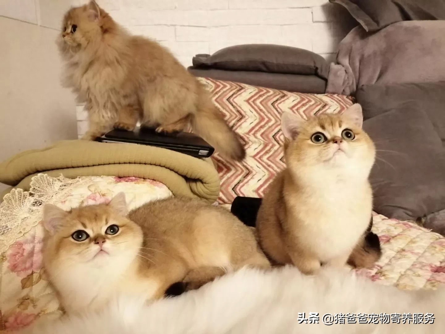 可萌英短金渐层,现货,随时看猫!幼猫,3个月大,疫苗一针。