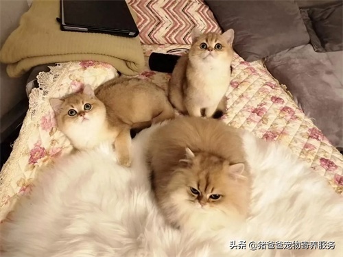 可萌英短金渐层,现货,随时看猫!幼猫,3个月大,疫苗一针。