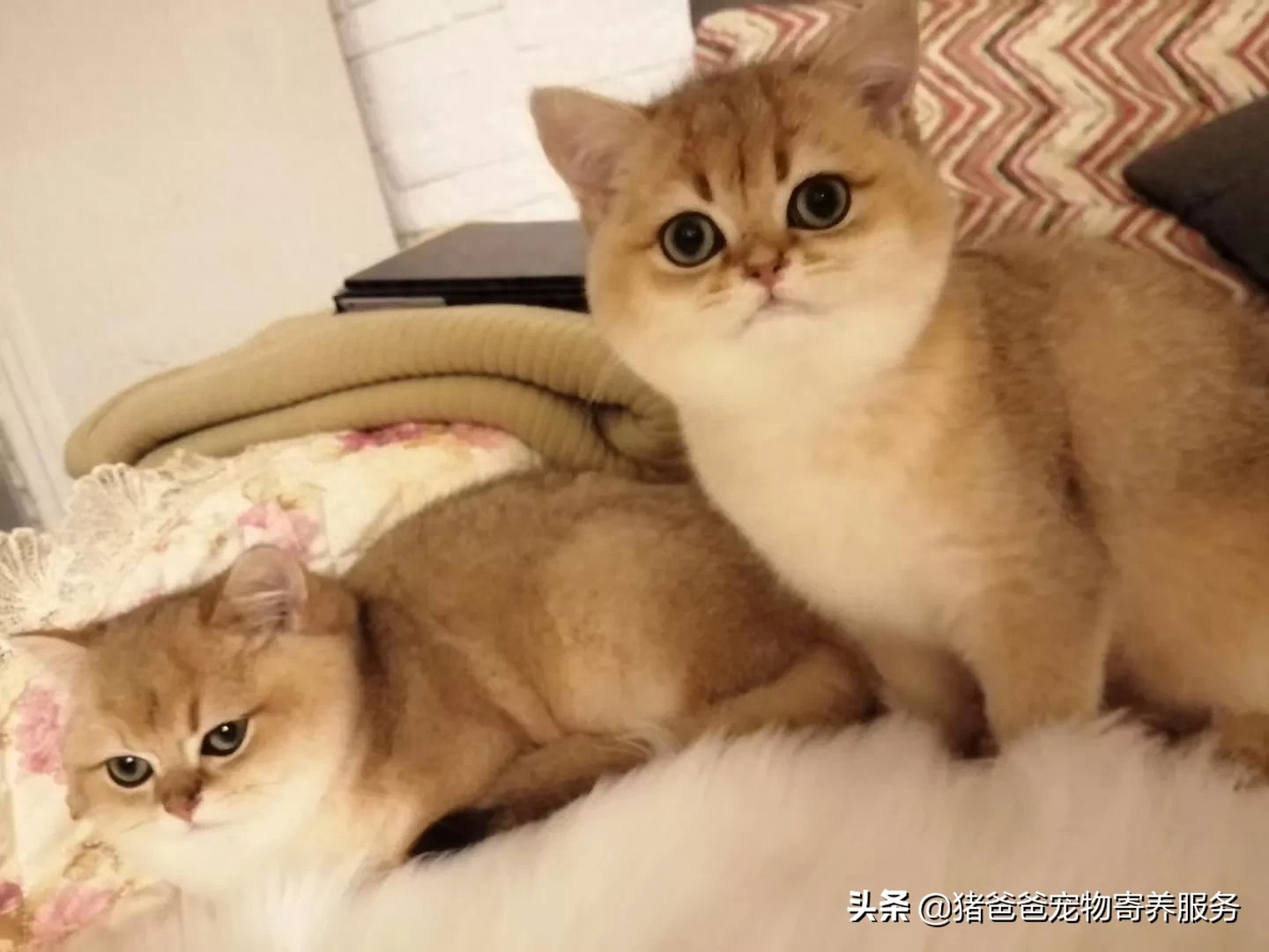 可萌英短金渐层,现货,随时看猫!幼猫,3个月大,疫苗一针。