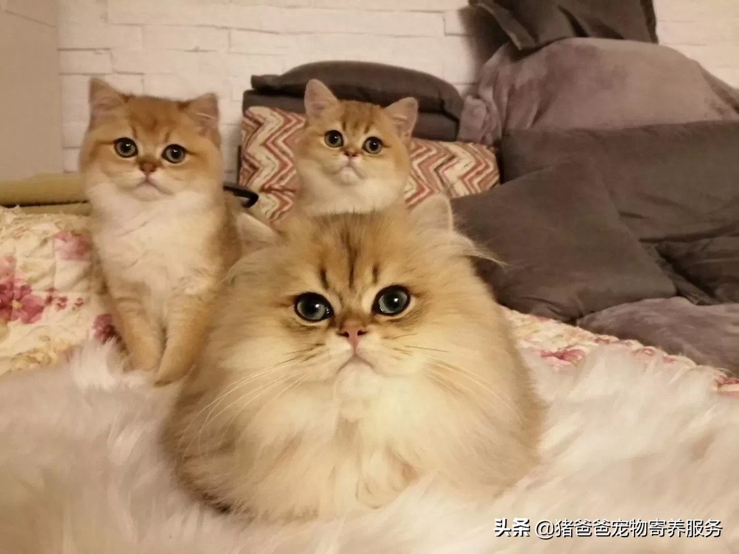 可萌英短金渐层,现货,随时看猫!幼猫,3个月大,疫苗一针。