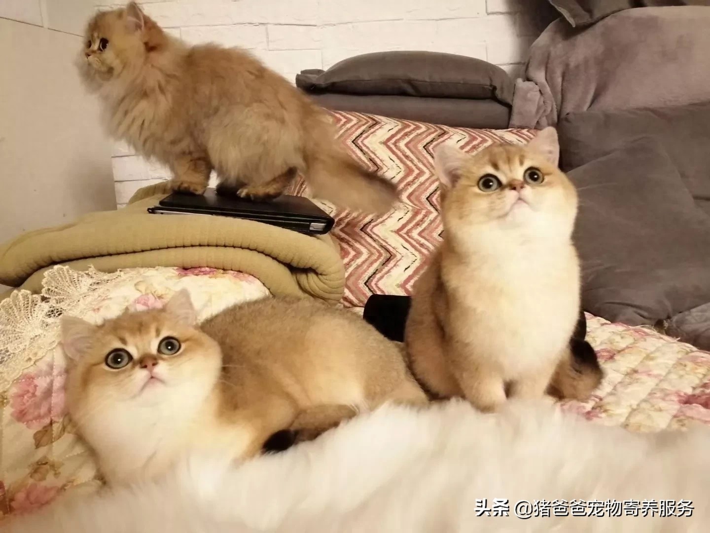 可萌英短金渐层,现货,随时看猫!幼猫,3个月大,疫苗一针。