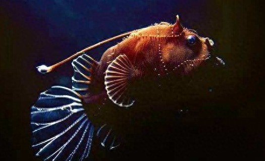 外形丑恶的奇特物种鮟鱇鱼，鱼油能和平驯服蝠鲼，还可充作燃料！