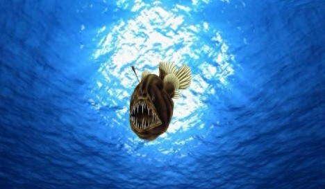 外形丑恶的奇特物种鮟鱇鱼，鱼油能和平驯服蝠鲼，还可充作燃料！